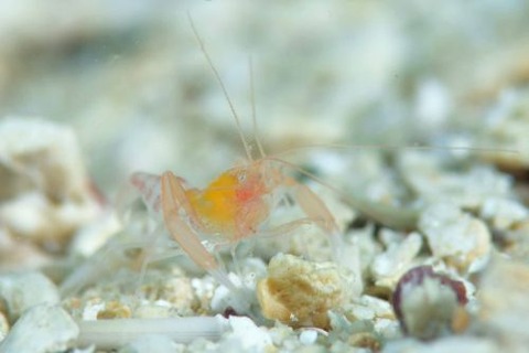 ベニマトイサンゴヒメエビ