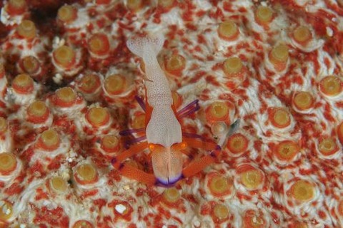 ウミウシカクレエビ