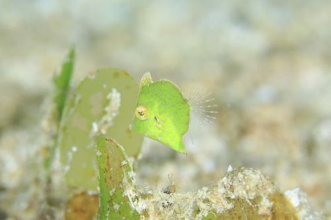 セダカカワハギ