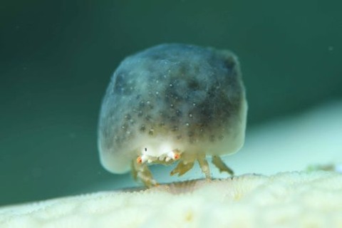 カイカムリ科の1種