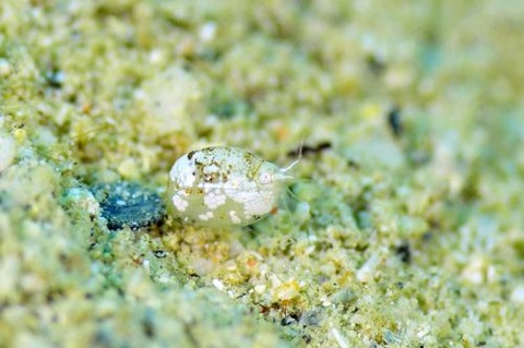 オキナワホテイヨコエビ