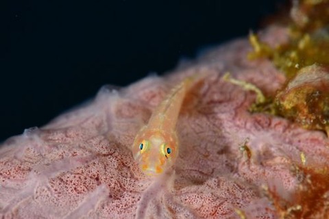 ウミショウブハゼ属の1種