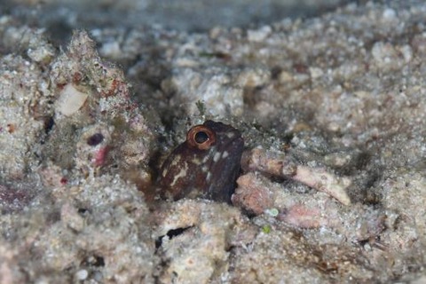 ホシカゲアゴアマダイ