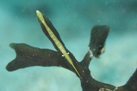 トガリモエビ属の1種