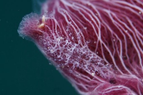 ヂェラストカリス・パロンアェ