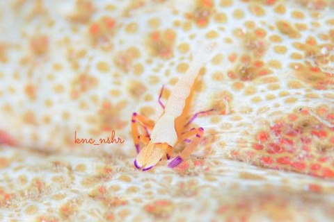 ウミウシカクレエビ