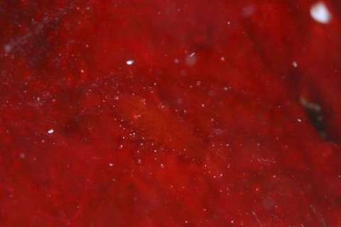 ヂェラストカリス・パロンアェ