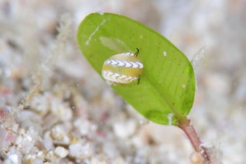 アマオブネ科の1種