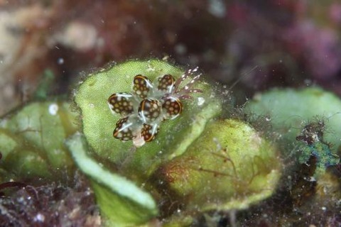 カノコウロコウミウシ