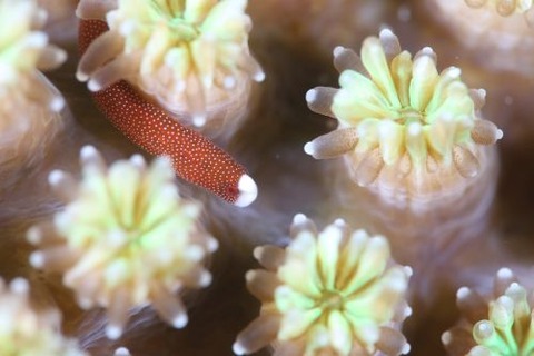 チンヨウジウオ