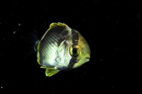 刺激的な水中生物