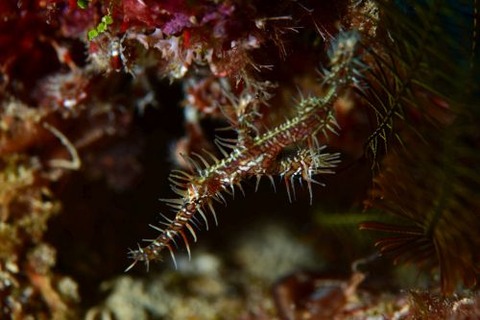 ニシキフウライウオ