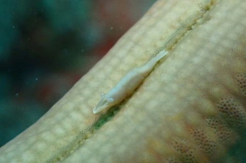 ヒトデヤドリエビ