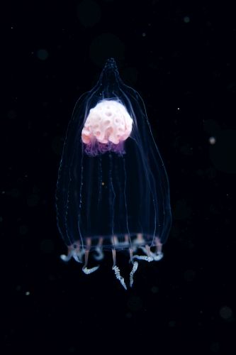 刺激的な水中生物