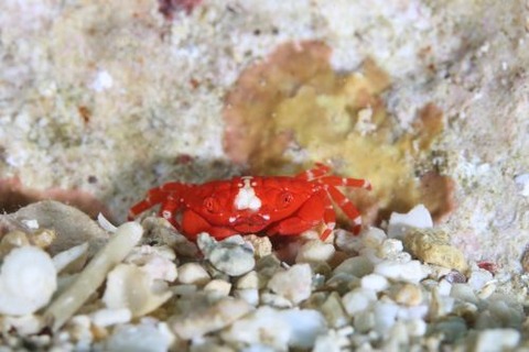 オウギガニ科の1種