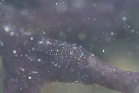 ヂェラストカリス・パロンアェ