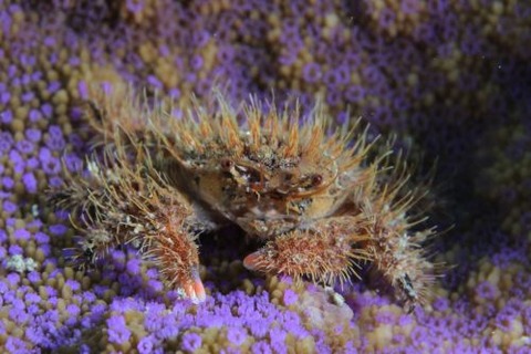 ウミハリネズミ