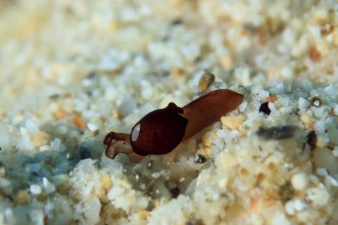 アワツブガイ科の1種