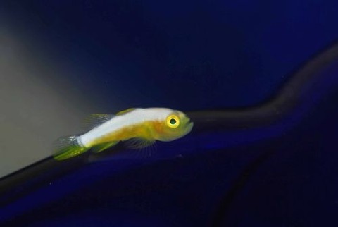 ナカモトイロワケハゼ