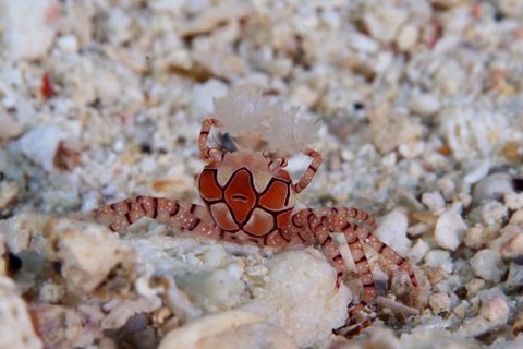 キンチャクガニ