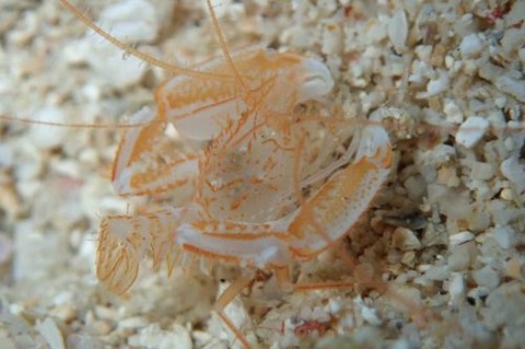 サンゴヒメエビ