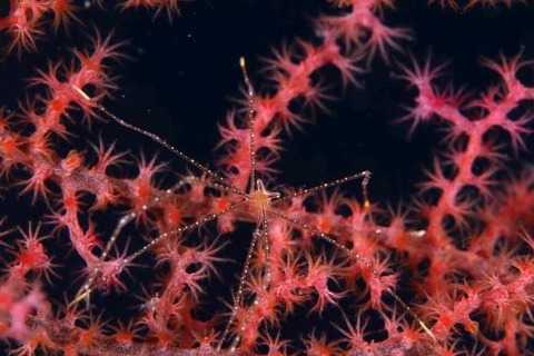 ホシゾラワラエビ