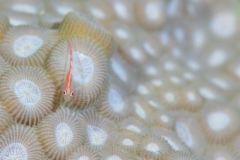 アカスジウミタケハゼ