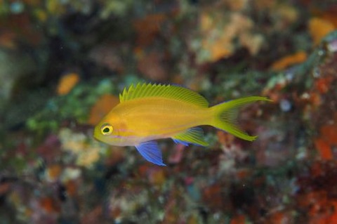 スミレナガハナダイ