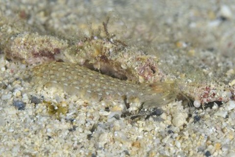 シャコのなかま