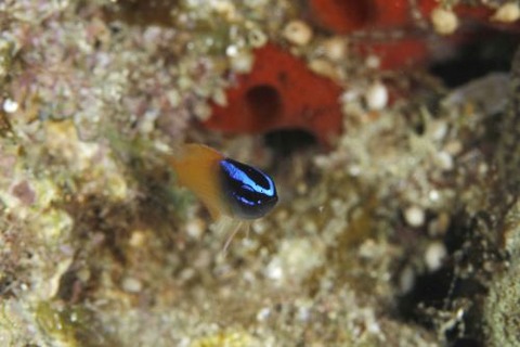 レモンスズメダイ