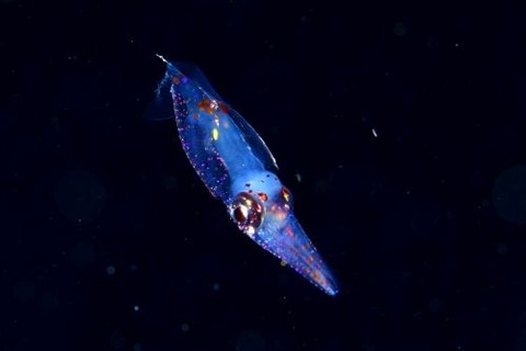 刺激的な水中生物