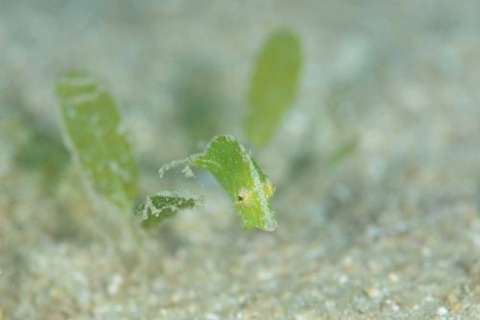 セダカカワハギ