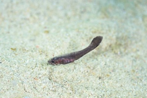 ヌメリテンジクダイ