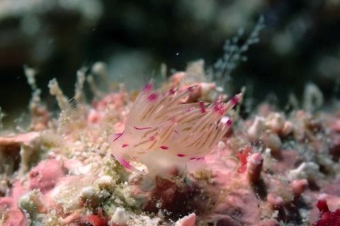 セスジミノウミウシ