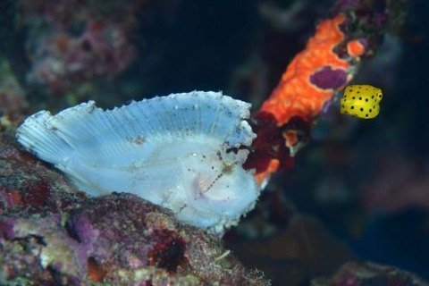 ハダカハオコゼ