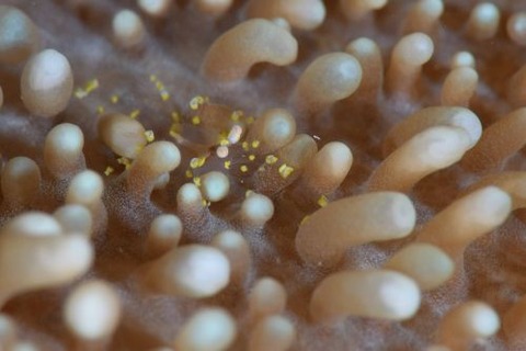 イソギンチャクモドキカクレエビ