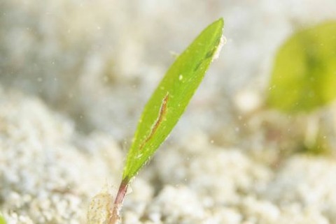 ヒラツノモエビ