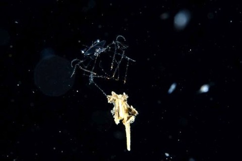 刺激的な水中生物