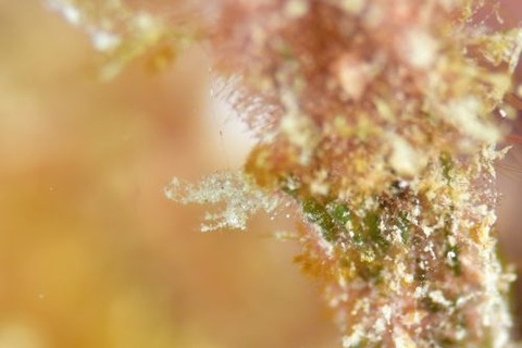 フィコカリス・シムランス