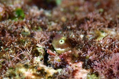 シシマイギンポ