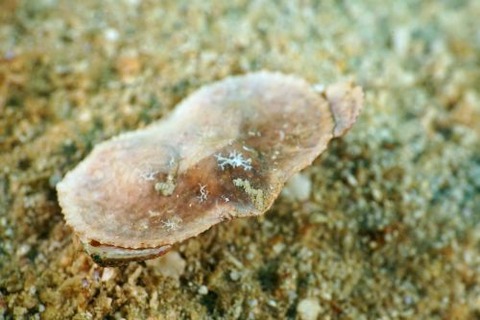 ヒメメンコヒシガニ