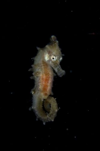 刺激的な水中生物