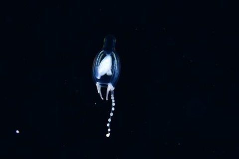 刺激的な水中生物