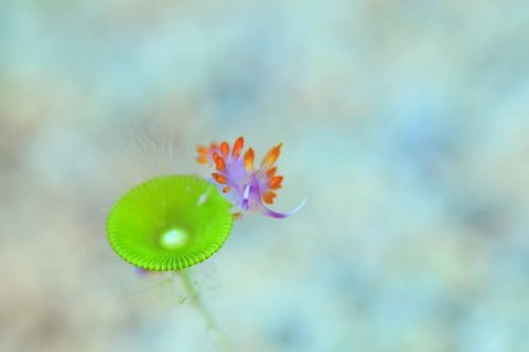 ルージュミノウミウシ