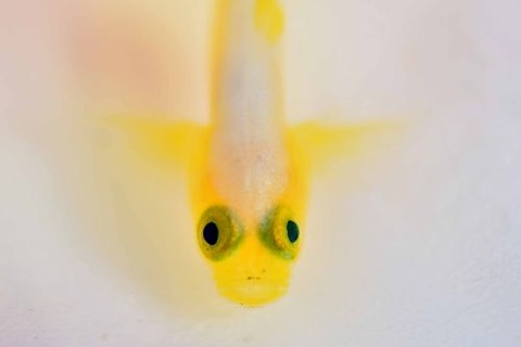 ナカモトイロワケハゼ