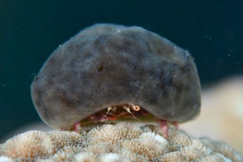 カイカムリ科の1種
