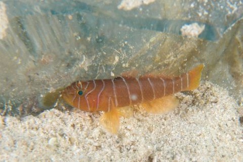 シライトベンケイハゼ