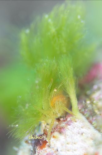 マルトサカガザミ