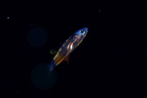 刺激的な水中生物