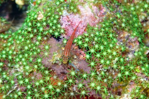 タテジマヘビギンポ